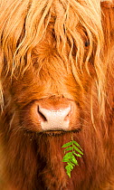 Head portrait of Highland cow, Scotland, with tiny frond of bracken at corner of mouth, UK