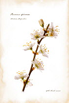 Photograph of Blackthorn blossom (Prunus spinosa) manipulated and text added to represent illustrated book page. Scotland, UK, July