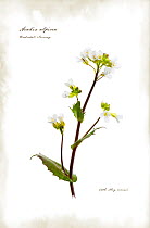 Photograph of Alpine rock-cress (Arabis alpina)manipulated and text added to represent illustrated book page. Scotland, UK, July
