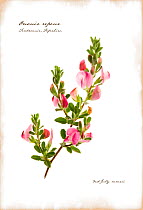 Photograph of flowering Restharrow (Ononis sp)manipulated and text added to represent illustrated book page. Scotland, UK, July