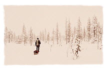 Man pulling a sledge, in winter landscape, snow on conifer trees in boreal forests, Riisitunturi National Park, Finland, February 2009