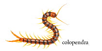 Portrait of Centipede (Scolopendra) with text added to look like book plate. Photo taken in Spain, Europe