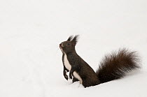 Red squirrel (Sciurus vulgaris)  dark morph, in deep snow, Austria, Europe