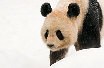 Head portrait of Giant panda (Ailuropoda melanoleuca) in snow captive (born in 2000) Occurs China