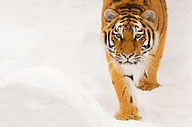 Portrait of Siberian tiger (Panthera tigris altaica) walking in snow, captive