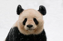 RF- Head portrait of Giant panda (Ailuropoda melanoleuca) covered in snow, captive born in 2000. (This image may be licensed either as rights managed or royalty free.)