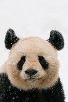 Head portrait of Giant panda (Ailuropoda melanoleuca) covered in snow captive (born in 2000) Occurs China