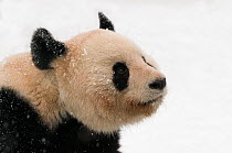 Head portrait of Giant panda (Ailuropoda melanoleuca) covered in snow captive (born in 2000)