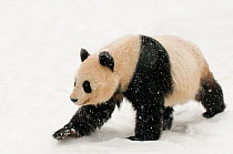 Giant panda (Ailuropoda melanoleuca) walking in the snow, captive (born in 2000) Occurs China