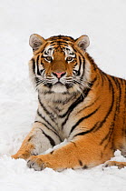 Portrait of Siberian tiger (Panthera tigris altaica) resting in the snow, captive