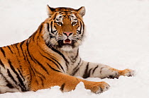 Portrait of Siberian tiger (Panthera tigris altaica) lying in the snow, jaws slightly open revealing teeth, captive
