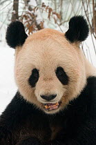 RF- Head portrait of Giant panda (Ailuropoda melanoleuca) chewing on bamboo in snow, captive born in 2000. Occurs in China. (This image may be licensed either as rights managed or royalty free.)