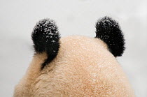 Giant panda (Ailuropoda melanoleuca) rear view of top of head and ears, in the snow, captive (born in 2000)