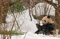 Giant panda (Ailuropoda melanoleuca) feeding on bamboo in the snow, captive (born in 2000) Occurs China