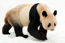 Giant panda (Ailuropoda melanoleuca) walking in snow, captive (born in 2000) Occurs China