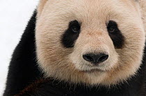 Head portrait of Giant panda (Ailuropoda melanoleuca) captive (born in 2000) Occurs China