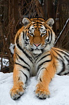 Portrait of Siberian tiger (Panthera tigris altaica) lying in the snow, captive