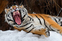 Head portrait of Siberian tiger (Panthera tigris altaica) yawning in snow, captive
