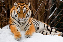 Siberian tiger (Panthera tigris altaica) lying down in snow, captive