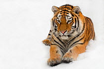 Portrait of Siberian tiger (Panthera tigris altaica) lying in snow, captive