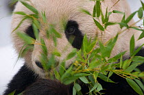 Head portrait of Giant panda (Ailuropoda melanoleuca) feeding on bamboo, captive (born in 2000)