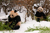 Two Giant pandas (Ailuropoda melanoleuca) feeding on bamboo in the snow, captive (born in 2000)