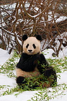 Giant panda (Ailuropoda melanoleuca) feeding on bamboo, in snow, captive (born in 2000)