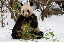 Giant panda (Ailuropoda melanoleuca) feeding on bamboo, in snow, captive (born in 2000)
