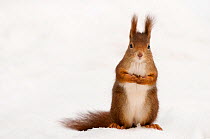 Red squirrel (Sciurus vulgaris) sitting upright in deep snow, Austria, Europe