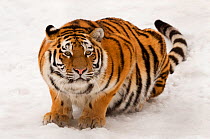 Portrait of Siberian tiger (Panthera tigris altaica) crouching in snow, ears back and ready to attack, captive