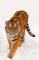 RF- Portrait of Siberian tiger (Panthera tigris altaica) walking in snow, captive. (This image may be licensed either as rights managed or royalty free.)