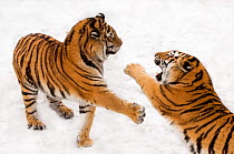 Two Siberian tigers (Panthera tigris altaica) playing / fighting in the snow, captive