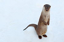 Portrait of European otter (Lutra lutra) sitting upright in snow, captive, the Netherlands