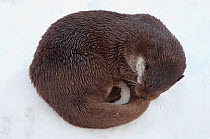 Portrait of European otter (Lutra lutra) curled up asleep in the snow, captive, the Netherlands