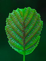 Leaf of the Common alder tree (Alnus hirsuta) UK, May