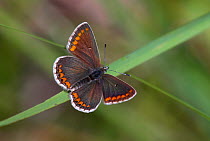 Female Brown argus butterfly (Aricia agestis) at rest, Dorset, UK, August