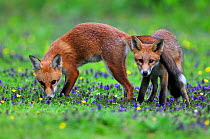 Red fox (Vulpes vulpes) two cubs of 12 weeks,  Netherbury, Dorset, UK, July