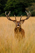 Red deer (Cervus elaphus) stag in rut, roaring in long grass, Richmond Park, London, UK, October