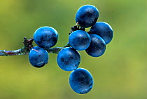 Sloe / Blackthorn (Prunus spinosa) berries, Dorset, UK, October