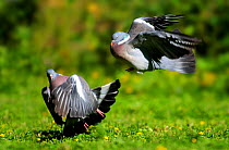 Wood pigeons (Columba palumbus) fighting on lawn, Dorset, UK, June