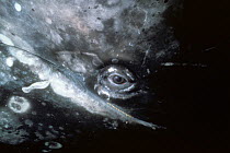 Close up of Grey whale (Eschrichitius robustus) eye, Baja California, Mexico, Pacific