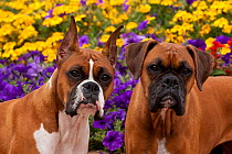 Portrait of a two Boxer dogs in flower garden, with cropped ears and natural ears, Illinois, USA