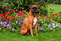 Portrait of fawn-colored Boxer with natural ears, sitting by flower border, Illinois, USA