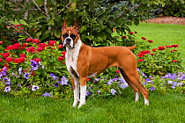 Portrait of "Flashy fawn" coloured Boxer with cropped ears, standing by flower border, with tail docked. Illinois, USA