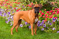 Portrait of fawn coloured Boxer, with natural ears, standing by flower border, with tail docked. Illinois, USA