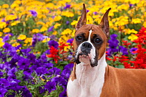 Head portrait of "Flashy fawn" coloured Boxer with cropped ears, standing by flower border, Illinois, USA