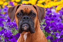 Head portrait of fawn coloured Boxer with natural ears, sitting by flower border, Illinois, USA