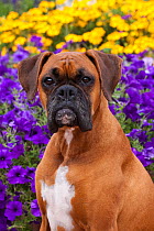 Head portrait of fawn coloured Boxerwith natural ears, sitting by flower border, Illinois, USA