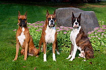 Three Boxers, two fawn coloured, one dark brindle coated, with cropped ears, sitting on lawn, Illinois, USA