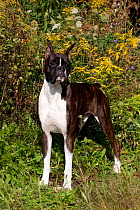 Dark brindle Boxer with cropped ears and docked tail,  standing next to ragwood and late summer field plants, Illinois, USA